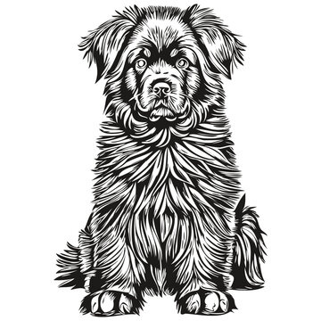 Newfoundland dog realistic pencil drawing in vector, line art illustration of dog face black and white