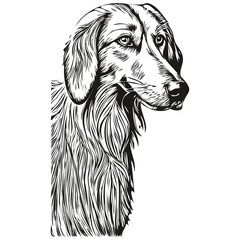 Saluki dog ink sketch drawing, vintage tattoo or t shirt print black and white vector