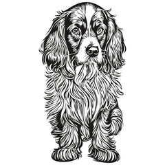 Spaniel Boykin dog pet silhouette, animal line illustration hand drawn black and white vector