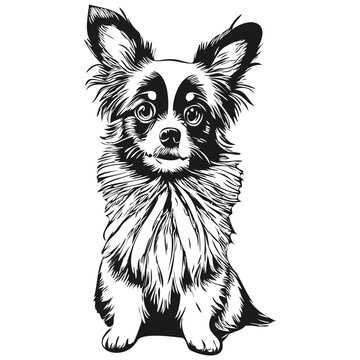 Papillon dog dog vector face drawing portrait, sketch vintage style transparent background realistic breed pet