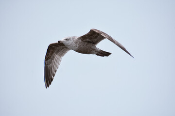 seagull in flight