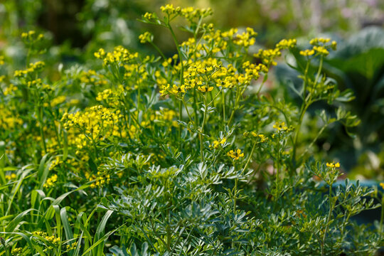 Bee on flowers of ruta ( lat . Ruta) in garden. Rue ( Latin:  Ruta ) is a genus of evergreen perennial fragrant herbs , subshrubs , and shrubs of the Rutaceae family
