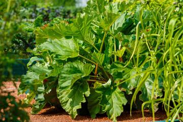 Rhubarb ( lat. Rheum ) is a genus of herbaceous plants of the Buckwheat family © Flower_Garden