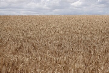 Un champ de blé en Beauce près de Chartres prêt à être moissonné