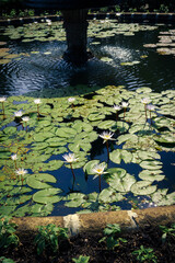 Lotus Pond Surface with vegetation
