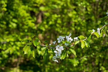 leaves in spring