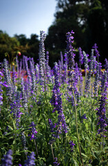 Obraz premium Beautiful Natural Flowers In Nature