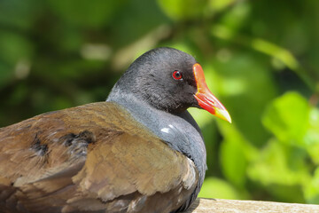 A beautiful animal portrait of a Duck on a bright sunny morning