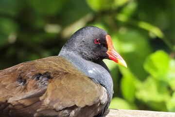 A beautiful animal portrait of a Duck on a bright sunny morning