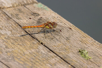A beautiful closeup of an isolated Dragonfly