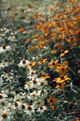 Beautiful Natural Flowers In Nature