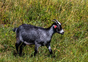 Obraz premium Young goat kid walking down a small hill, image shows roughly a year old lone goat walking down a small gradient to meet up with the rest of the herd 