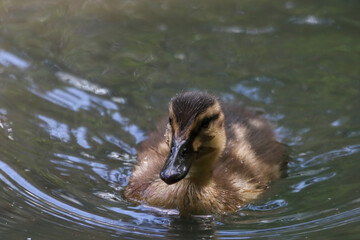 A beautiful and cute animal portrait of a baby Duck on a lake during the summer