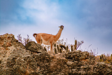 Guanaco (Lama guanicoe) standing on a rock. Church of Putre - Chile, Altiplano. small town
