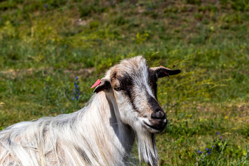 Obraz premium Close up portrait of a white goat with black markings, Image shows a resting mother goat laying down in the middle of a field on a hot summers day 