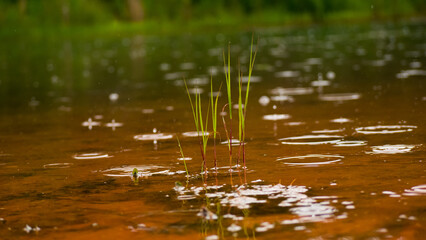 reeds in the water