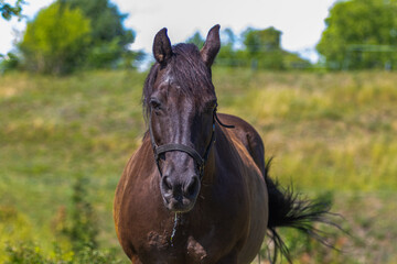 Fototapeta premium Portrait of a horse, Dark bay coloured mare, horse seen looking at the camera after having a drink of water whilst wearing a black leather head collar and dribbling water from her mouth.