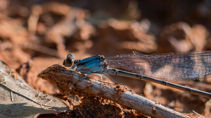 close up of blue dragonfly