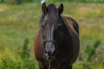 Naklejka na ściany i meble Portrait of a horse, Dark bay coloured mare, horse seen looking at the camera after having a drink of water whilst wearing a black leather head collar and dribbling water from her mouth.