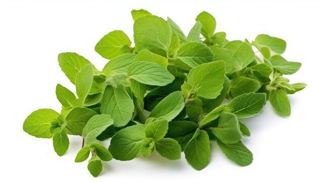 Oregano or marjoram leaves isolated on a white backdrop