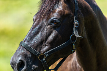 close up portrait of a horse, Dark bay coloured mare, horse seen looking to the left of the photo whilst wearing a black leather head collar.