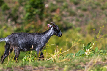 Young goat kid walking over a small hill, image shows roughly a year old lone goat walking up a small gradient to meet up with the rest of the herd  