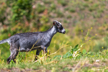 Young goat kid walking over a small hill, image shows roughly a year old lone goat walking up a small gradient to meet up with the rest of the herd  