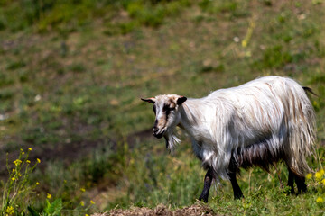 Obraz premium Goat on a hill, image shows a beautiful white goat with unique black and light brown facial markings walking down the hill in search of something to graze.