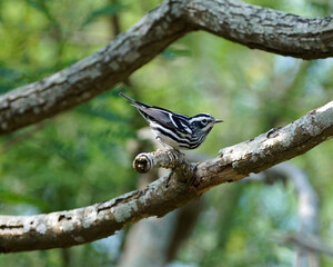 Adult Male Black and White Warbler perched