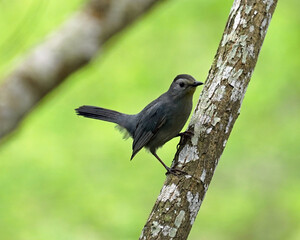 Gray Catbird perched against Green