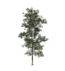 Obraz premium carya ovata, the shagbark hickory, light for daylight, easy to use, 3d render, isolated