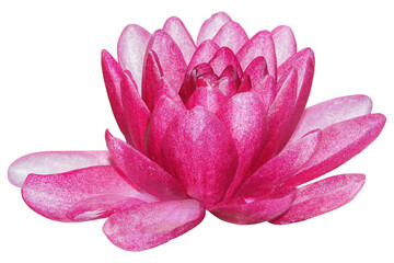 Water lily or Lotus flower, PNG, isolated on transparent background	