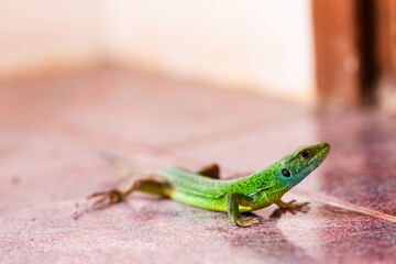 Fototapeta premium Close up of European Green Lizard (Lacerta viridis) sneaked inside house standing on tile floor during summer. Colorful and vibrant macro image of this beautiful reptile.