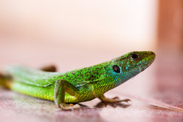 Close up of European Green Lizard (Lacerta viridis) sneaked inside house standing on tile floor....