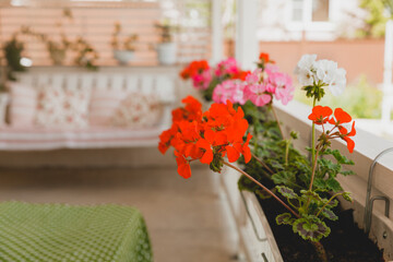 Bright red and pink blooming geranium flowers in a flower pot on the terrace close-up,