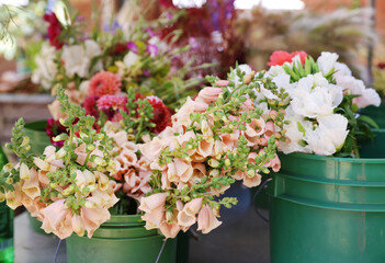 foxgloves in buckets