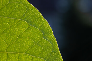 Grünes Blatt im Gegenlicht, Makro-Aufnahme