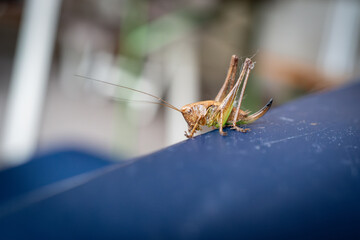 A small grasshopper crawls on a blue chair back