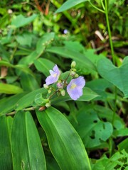 flower in the forest
