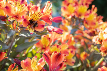 Obraz na płótnie Canvas Vibrant orange and yellow Alstroemeria flower with a bumble bee on one of the flowers.