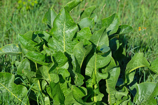 Meerrettich, Armoracia rusticana, auf einer Wiese