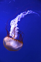 live sea jellyfish in a museum aquarium