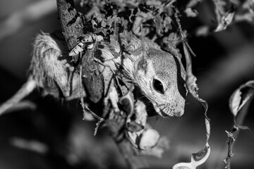 Black and white photograph, round tailed ground squirrel, Xerospermophilus tereticaudus, climbing an acacia tree and foraging seed pods in the Sonoran Desert. Pima County, Tucson, Arizona, USA. 