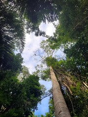 Fototapeta premium trees in the forest