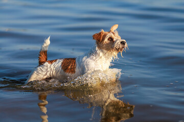 The dog runs on the water. Wirehaired wet Jack Russell Terrier on the seashore. Jumping pet. Sunset