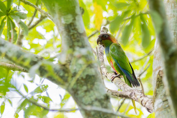 Ochre-marked Parakeet