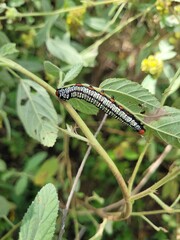 caterpillar on a leaf