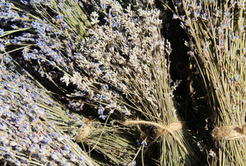 bunches of dry lavender aroma