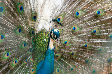 The peafowl (Pavo cristatus), also known as the common peafowl, and blue peafowl