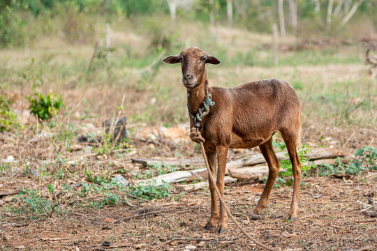 Very skinny and hungry goat tied with rope in the desert, seeking for food and water
